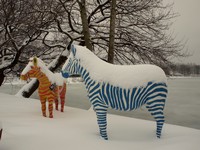 2 Zebras in Duisburg, Dreieickswiese am Stadion